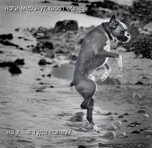 ноги мерзнут,хвост облез... на х... я туда полез?... Котоматрица: ноги мерзнут,хвост облез... на х... я туда полез?