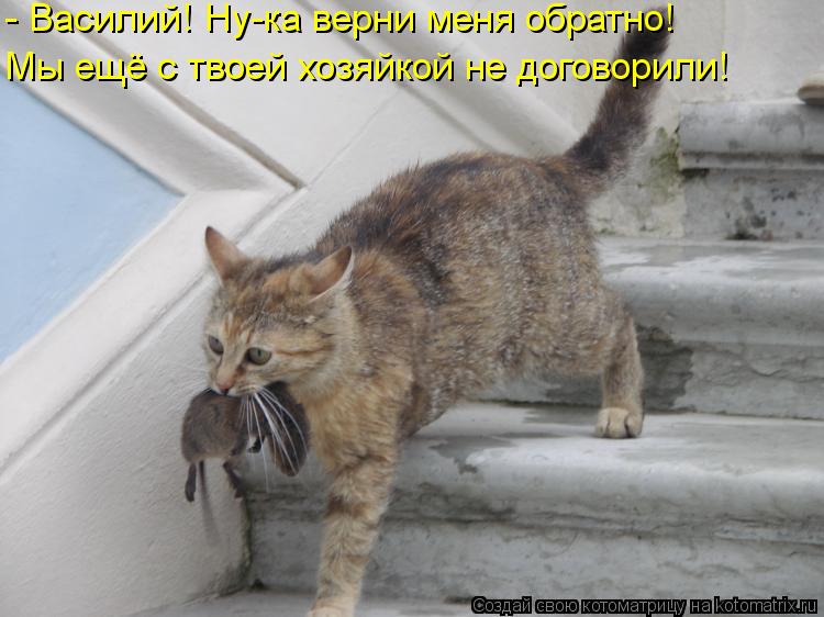 - Василий! Ну-ка верни меня обратно! Мы ещё с твоей хозяйкой не договорили!... Котоматрица: - Василий! Ну-ка верни меня обратно! Мы ещё с твоей хозяйкой не договорили!