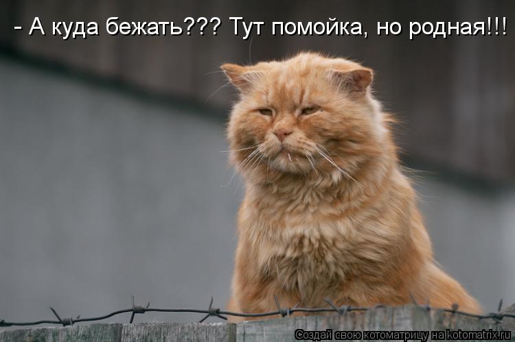 - А куда бежать??? Тут помойка, но родная!!!... Котоматрица: - А куда бежать??? Тут помойка, но родная!!!