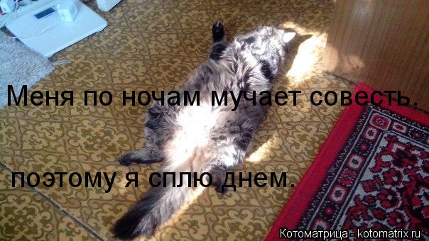 поэтому я сплю днем. Меня по ночам мучает совесть.... Котоматрица: поэтому я сплю днем. Меня по ночам мучает совесть.