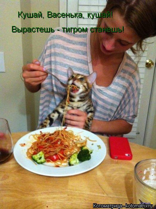 Кушай, Васенька, кушай! Вырастешь - тигром станешь!... Котоматрица: Кушай, Васенька, кушай! Вырастешь - тигром станешь!