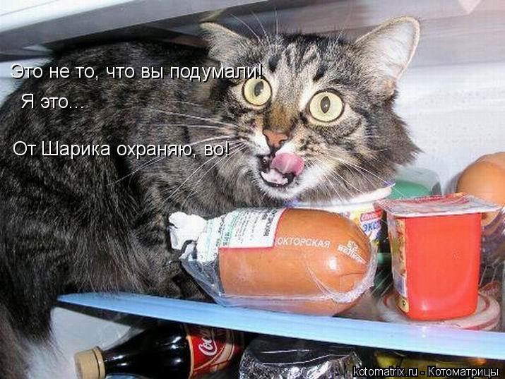 Это не то, что вы подумали! Я это... От Шарика охраняю, во!... Котоматрица: Это не то, что вы подумали! Я это... От Шарика охраняю, во!