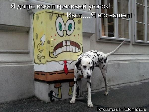 Я долго искал красивый уголок! Ивот,,,,,Я его нашёл!... Котоматрица: Я долго искал красивый уголок! Ивот,,,,,Я его нашёл!