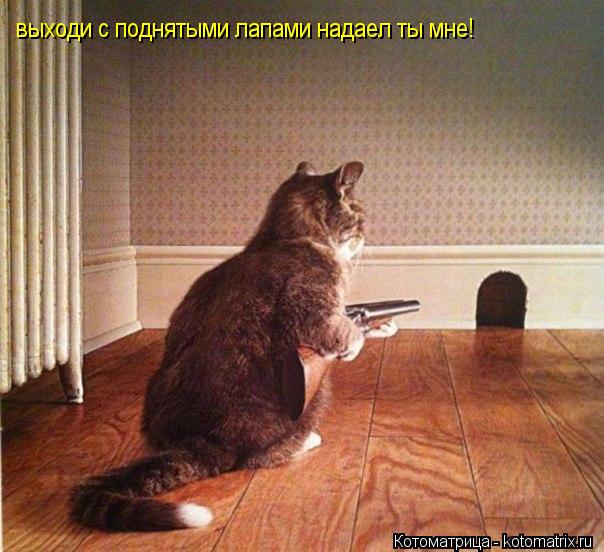 выходи с поднятыми лапами надаел ты мне!... Котоматрица: выходи с поднятыми лапами надаел ты мне!