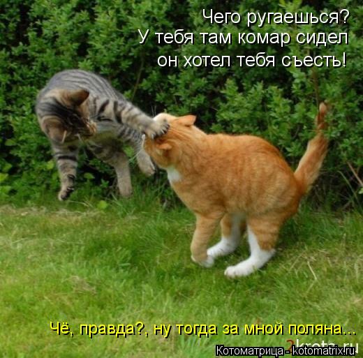Чего ругаешься? У тебя там комар сидел он хотел тебя съесть! Чё, правда?, ну тогда за мной поляна...... Котоматрица: Чего ругаешься? У тебя там комар сидел он хотел тебя съесть! Чё, правда?, ну тогда за мной поляна...