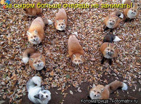 За сыром больше очередь не занимать!... Котоматрица: За сыром больше очередь не занимать!