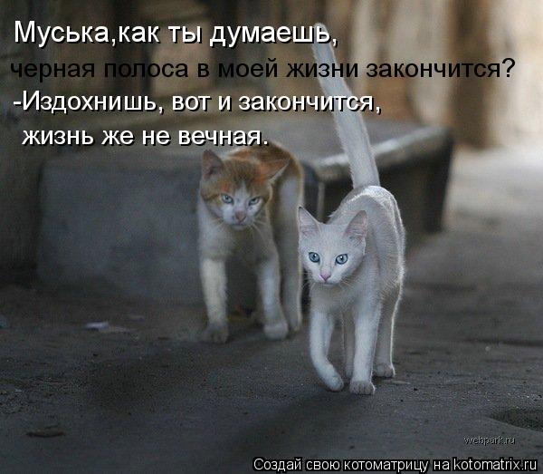 Муська,как ты думаешь, черная полоса в моей жизни закончится? -Издохнишь, вот и закончится, жизнь же ... Котоматрица: Муська,как ты думаешь, черная полоса в моей жизни закончится? -Издохнишь, вот и закончится, жизнь же не вечная.
