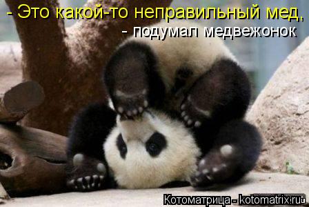 - Это какой-то неправильный мед, - подумал медвежонок... Котоматрица: - Это какой-то неправильный мед, - подумал медвежонок