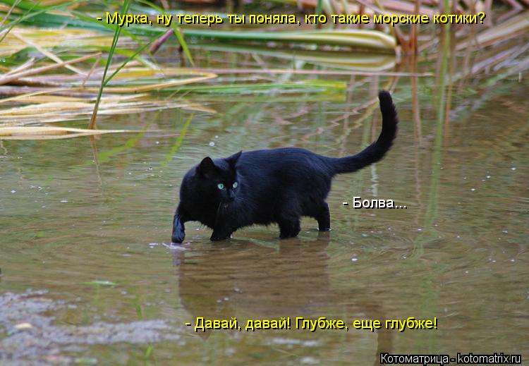 - Мурка, ну теперь ты поняла, кто такие морские котики? - Болва... - Давай, давай! Глубже, еще глубже... Котоматрица: - Мурка, ну теперь ты поняла, кто такие морские котики? - Болва... - Давай, давай! Глубже, еще глубже!