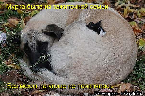 Мурка была из зажиточной семьи. Без мехов на улице не появлялась.... Котоматрица: Мурка была из зажиточной семьи. Без мехов на улице не появлялась.