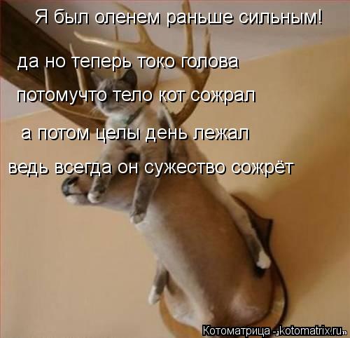 Я был оленем раньше сильным! да но теперь токо голова потомучто тело кот сожрал а потом целы день ле... Котоматрица: Я был оленем раньше сильным! да но теперь токо голова потомучто тело кот сожрал а потом целы день лежал ведь всегда он сужество сожрёт