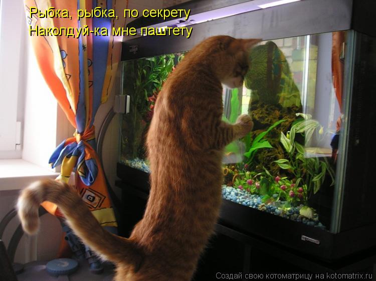 Рыбка, рыбка, по секрету Наколдуй-ка мне паштету... Котоматрица: Рыбка, рыбка, по секрету Наколдуй-ка мне паштету