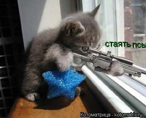 стаять псы... Котоматрица: стаять псы