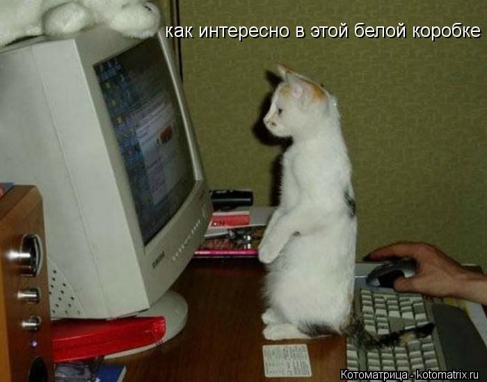 как интересно в этой белой коробке... Котоматрица: как интересно в этой белой коробке