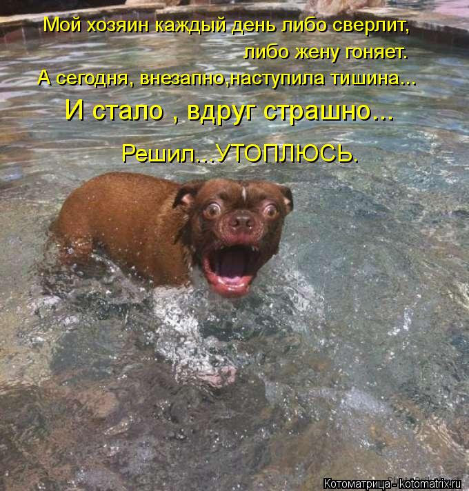 Мой хозяин каждый день либо сверлит, либо жену гоняет. А сегодня, внезапно,наступила тишина... И стал... Котоматрица: Мой хозяин каждый день либо сверлит, либо жену гоняет. А сегодня, внезапно,наступила тишина... И стало , вдруг страшно... Решил...УТОПЛЮСЬ.