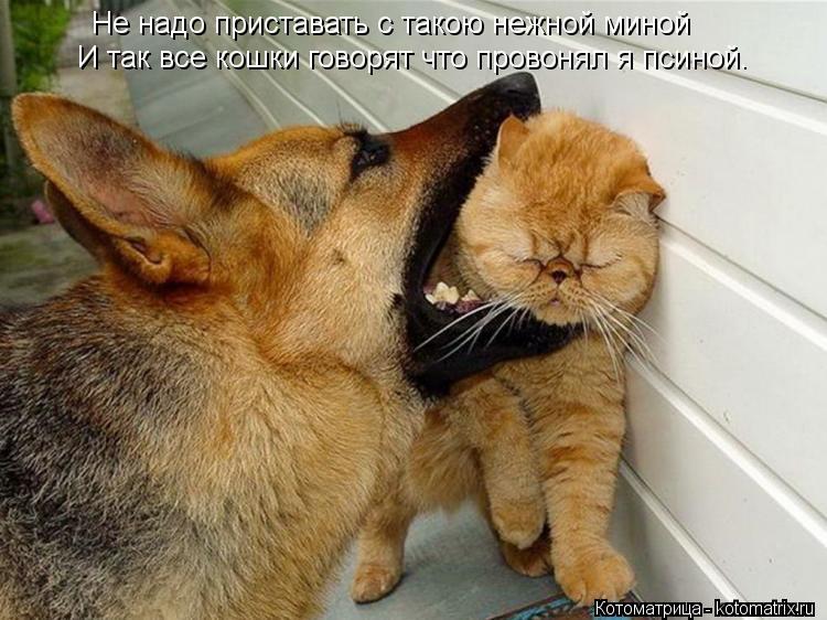 Котоматрица: Не надо приставать с такою нежной миной И так все кошки говорят что провонял я псиной.