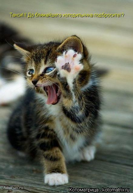 Такси!!! До ближайшего холодильника подбросите!?... Котоматрица: Такси!!! До ближайшего холодильника подбросите!?