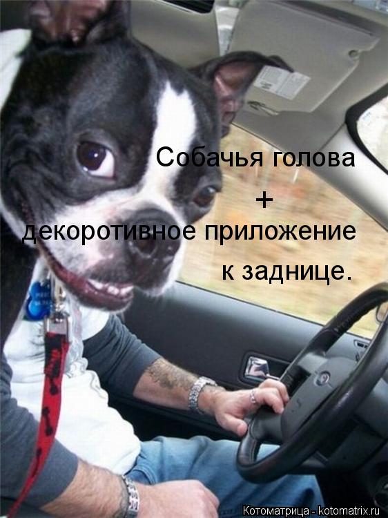 Собачья голова + декоротивное приложение к заднице.... Котоматрица: Собачья голова + декоротивное приложение к заднице.