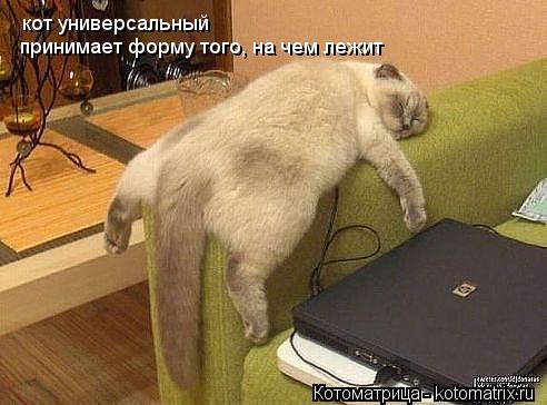 кот универсальный принимает форму того, на чем лежит... Котоматрица: кот универсальный принимает форму того, на чем лежит
