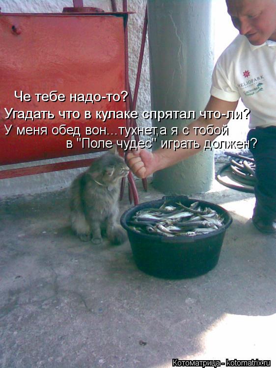 Котоматрица: Че тебе надо-то? Угадать что в кулаке спрятал что-ли? У меня обед вон...тухнет,а я с тобой в "Поле чудес" играть должен?