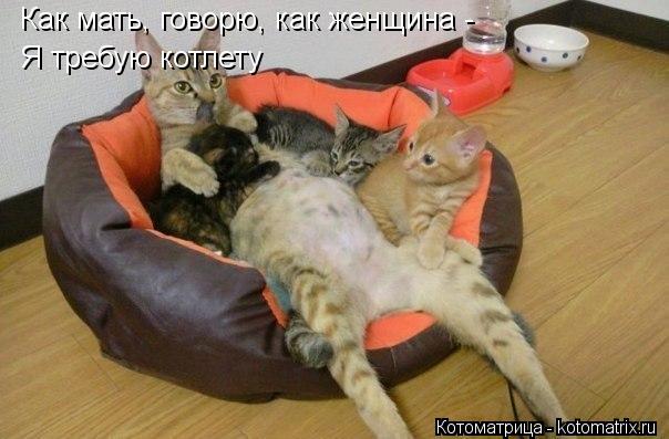Как мать, говорю, как женщина - Я требую котлету... Котоматрица: Как мать, говорю, как женщина - Я требую котлету
