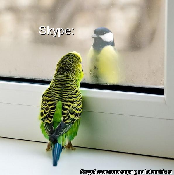 Skype:... Котоматрица: Skype:
