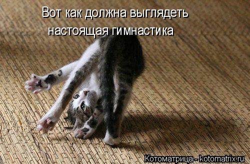 Вот как должна выглядеть настоящая гимнастика... Котоматрица: Вот как должна выглядеть настоящая гимнастика