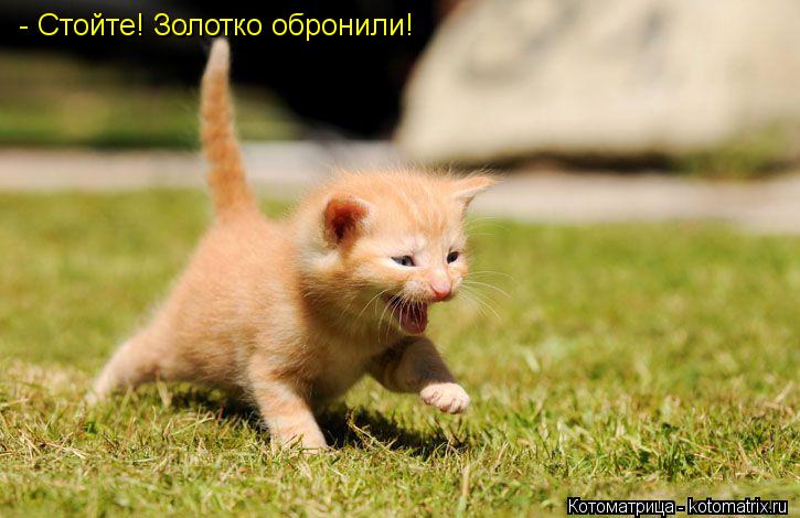 - Стойте! Золотко обронили!... Котоматрица: - Стойте! Золотко обронили!