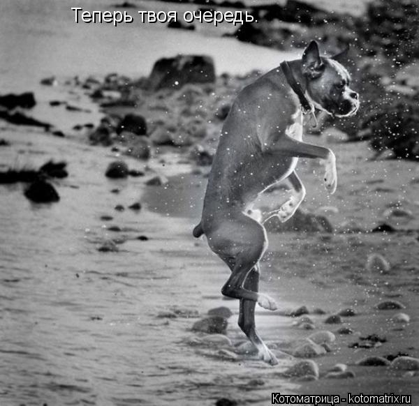 Теперь твоя очередь.... Котоматрица: Теперь твоя очередь.