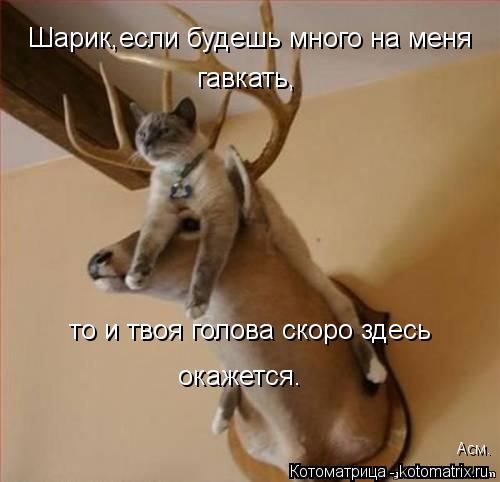 Шарик,если будешь много на меня гавкать, то и твоя голова скоро здесь окажется. Асм.... Котоматрица: Шарик,если будешь много на меня гавкать, то и твоя голова скоро здесь окажется. Асм.