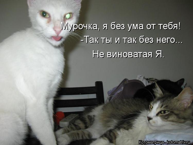 Мурочка, я без ума от тебя! -Так ты и так без него... Не виноватая Я.... Котоматрица: Мурочка, я без ума от тебя! -Так ты и так без него... Не виноватая Я.
