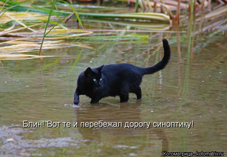 Блин! Вот те и перебежал дорогу синоптику!... Котоматрица: Блин! Вот те и перебежал дорогу синоптику!