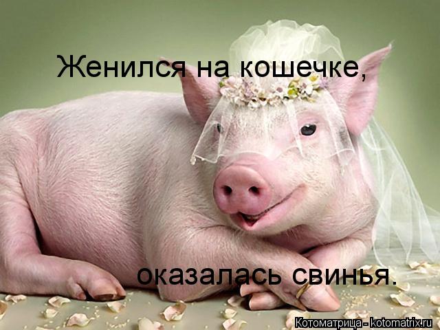 Женился на кошечке, оказалась свинья.... Котоматрица: Женился на кошечке, оказалась свинья.