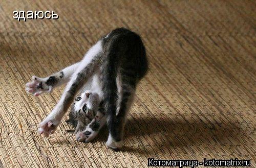 здаюсь... Котоматрица: здаюсь