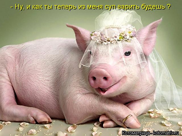 - Ну, и как ты теперь из меня суп варить будешь ?... Котоматрица: - Ну, и как ты теперь из меня суп варить будешь ?