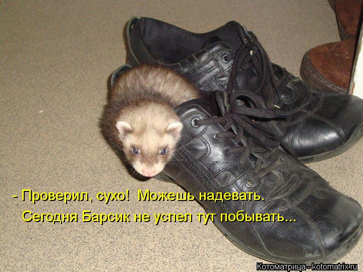 Котоматрица: - Проверил, сухо!  Можешь надевать.  Сегодня Барсик не успел тут побывать...
