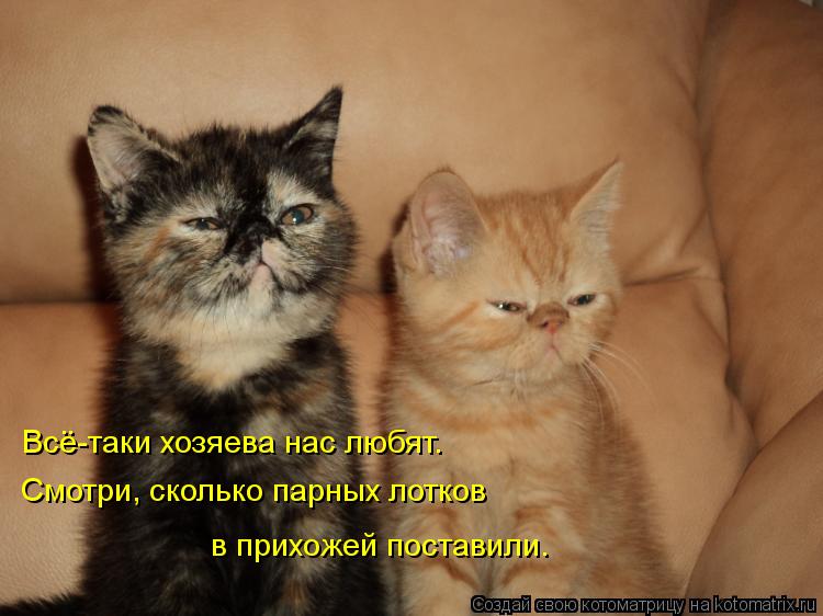 Всё-таки хозяева нас любят. Смотри, сколько парных лотков в прихожей поставили.... Котоматрица: Всё-таки хозяева нас любят. Смотри, сколько парных лотков в прихожей поставили.