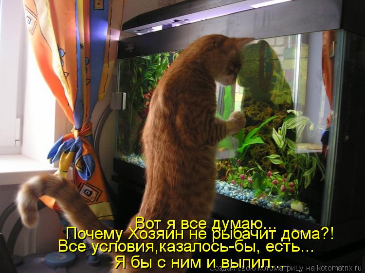 Вот я все думаю... Почему Хозяин не рыбачит дома?! Все условия,казалось-бы, есть... Я бы с ним и выпи... Котоматрица: Вот я все думаю... Почему Хозяин не рыбачит дома?! Все условия,казалось-бы, есть... Я бы с ним и выпил...