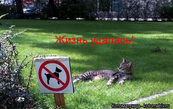 Жизнь удалась!... Котоматрица: Жизнь удалась!