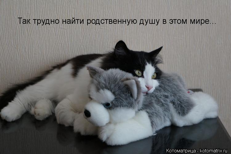 Так трудно найти родственную душу в этом мире...... Котоматрица: Так трудно найти родственную душу в этом мире...