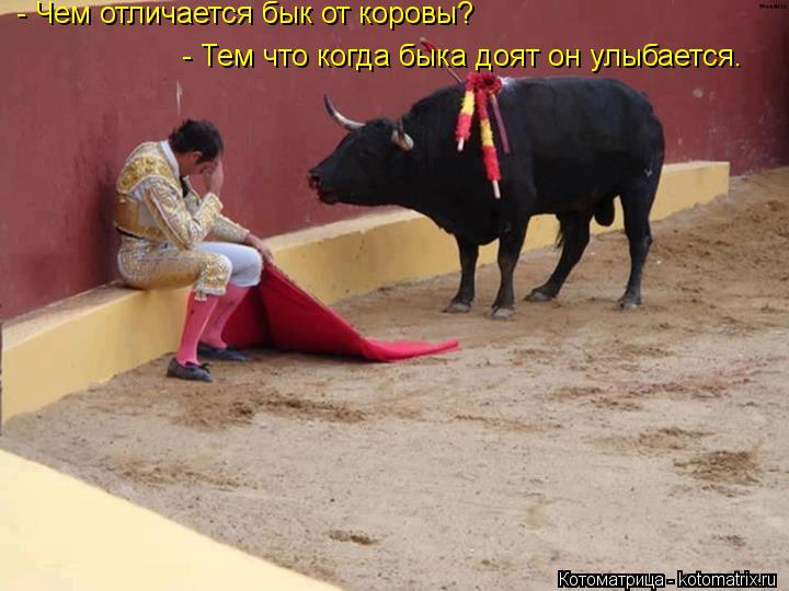 - Чем отличается бык от коровы? - Тем что когда быка доят он улыбается.... Котоматрица: - Чем отличается бык от коровы? - Тем что когда быка доят он улыбается.