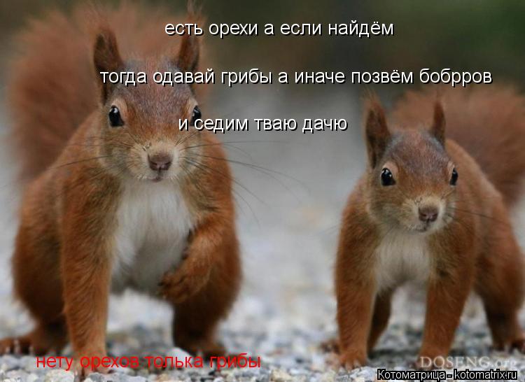 есть орехи а если найдём нету орехов толька грибы тогда одавай грибы а иначе позвём бобрров и седим ... Котоматрица: есть орехи а если найдём нету орехов толька грибы тогда одавай грибы а иначе позвём бобрров и седим тваю дачю