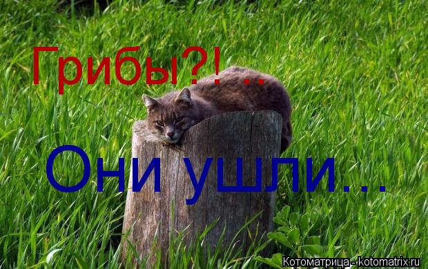 Грибы?! .. Они ушли...... Котоматрица: Грибы?! .. Они ушли...