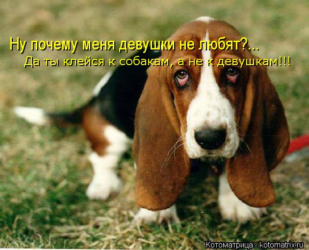 Ну почему меня девушки не любят?... Да ты клейся к собакам, а не к девушкам!!!... Котоматрица: Ну почему меня девушки не любят?... Да ты клейся к собакам, а не к девушкам!!!