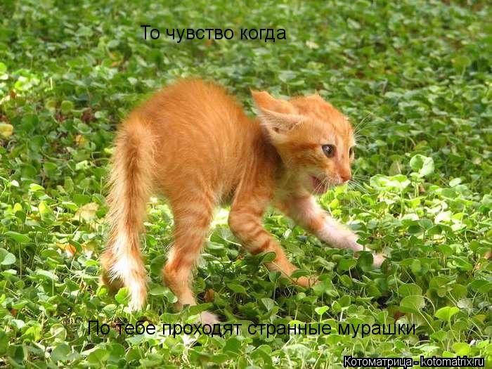 То чувство когда По тебе проходят странные мурашки... Котоматрица: То чувство когда По тебе проходят странные мурашки