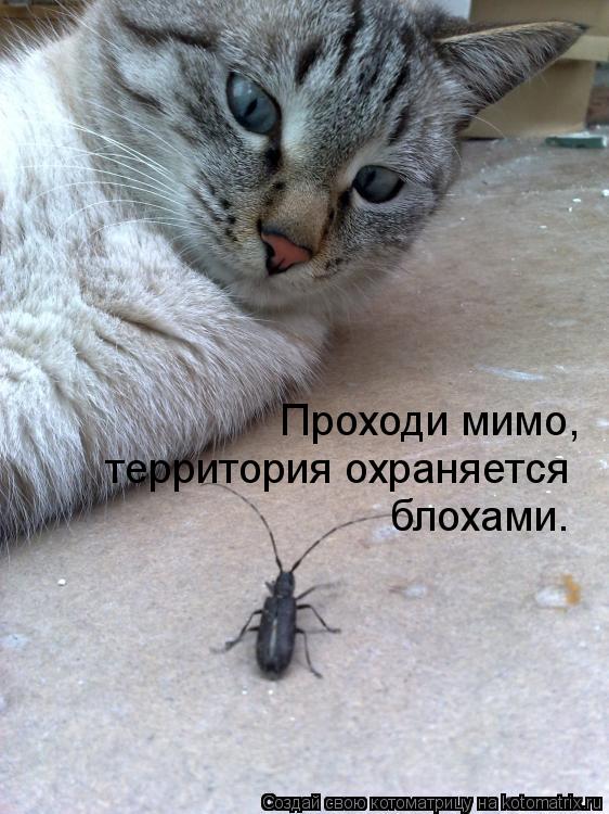 Проходи мимо, территория охраняется блохами.... Котоматрица: Проходи мимо, территория охраняется блохами.