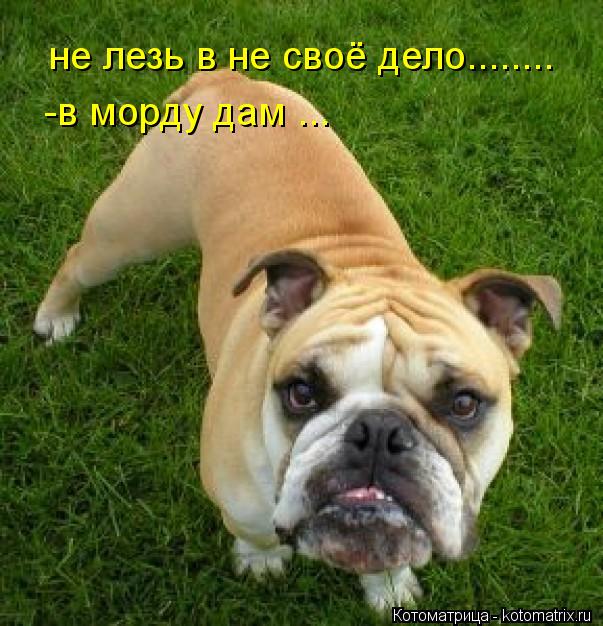 не лезь в не своё дело........ -в морду дам ...... Котоматрица: не лезь в не своё дело........ -в морду дам ...