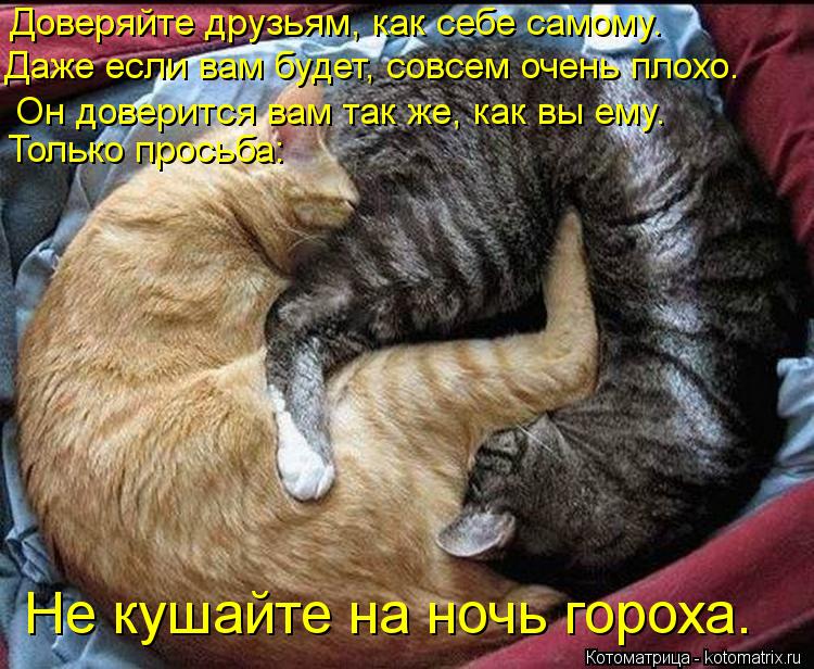 Доверяйте друзьям, как себе самому. Даже если вам будет, совсем очень плохо. Он доверится вам так же... Котоматрица: Доверяйте друзьям, как себе самому. Даже если вам будет, совсем очень плохо. Он доверится вам так же, как вы ему. Только просьба: Не кушайте н