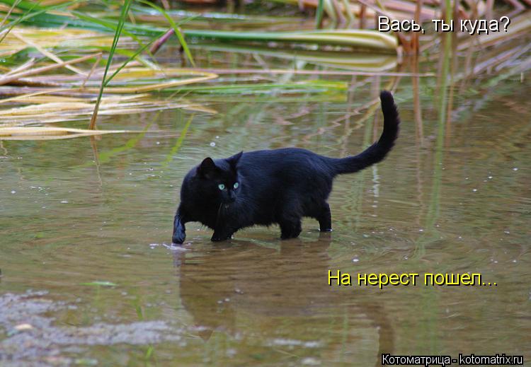 Вась, ты куда? На нерест пошел...... Котоматрица: Вась, ты куда? На нерест пошел...