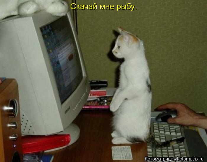 Скачай мне рыбу .... Котоматрица: Скачай мне рыбу .